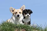 CORGI PEMBROKE 382